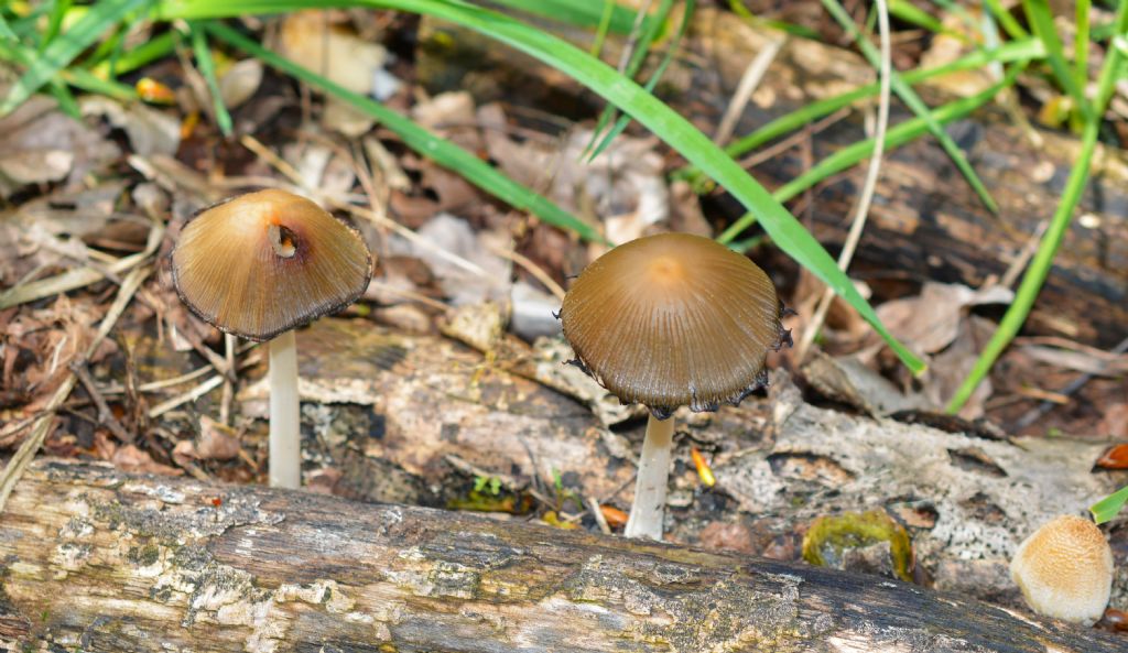 Ecco i funghi..escursione 18/04/2018